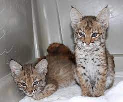 Our Newest Arrivals Are Settling In These Two Little Bobcat Kittens Were Turned In To The Arizona Humane Society B Cats And Kittens Cute Animals Bobcat Kitten