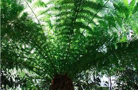 Image result for Cyatheaceae