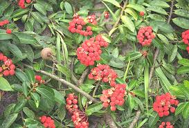 Image result for Symphonia globulifera