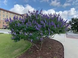 Image result for Vitex franceseana
