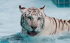 Quem usa dispositivos de toque pode explorar com toques ou gestos de deslizar. Download Gratis Tigre Branco E Preto Tigre Hd Papel De Parede Wallpaperbetter