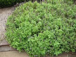 Image result for Coleus neochilus