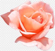 Compared to other rose hues, the peach one does not carry a specific romantic note. Garden Roses Cabbage Rose Floribunda Cut Flowers Peach Rose Color Flower Rose Order Garden Png Pngwing