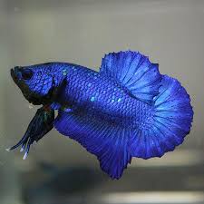 Ikan cupang atau ikan betta ini merupakan salah satu jenis ikan hias air tawar yang sangat terkenal. Pin By Lisa On Fancy Bettas Betta Fish Betta Fish