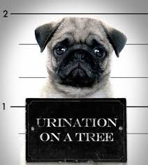 Too Cute And Oh So True Guilty As Charged Pugs Pug Mug Funny Dogs
