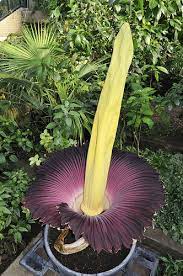 Due To Their Horrible Aroma Of Rotting Flesh Titan Arums Are Also Called Corpse Flowers Moreover They Also Happen Titan Arum Corpse Flower Beautiful Flowers