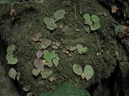 Image result for Begonia poculifera