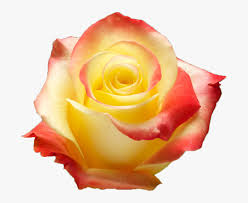 Check spelling or type a new query. Yellow Rose Hd Png Download Kindpng