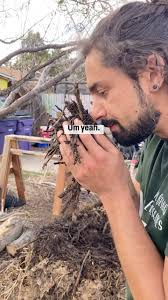 Cracking into the compost pile that I made