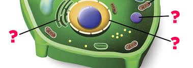 Maybe you would like to learn more about one of these? Can You Name All These Parts Of A Plant Cell