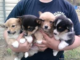 Well then, we here at cook arena corgis have some. Pembroke Welsh Corgi Pups Price 300 350 For Sale In El Dorado Arkansas Best Pets Online