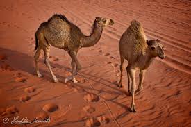 Although they rarely travelled faster than the walking speed of a person. A Camel Trek In Wadi Rum Jordan Hecktic Travels