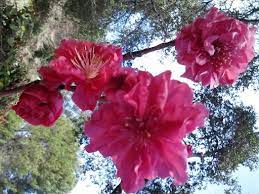 Here are the top 10 flowering trees sold from the arbor day tree nursery , in order of the most popular. Flowering Fruit Trees Without Fruit Canyon News