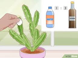 White scale invasion on aloes and how to get rid of them. 3 Simple Ways To Get Rid Of Cactus Bugs Wikihow
