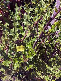 Image result for Aeollanthus homblei