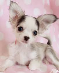 Has a longer head and larger ears like a deer. Applehead Long Haired Chihuahua Puppies For Sale Off 67 Www Usushimd Com