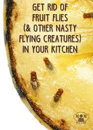 How To Rid Of Annoying Fruit Flies And Gnats In The Kitchen Mom With A Prep Fruit Flies Kitchen Flies How To Get Rid Of Gnats
