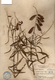 Image result for Crotalaria kirkii