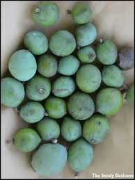 Image result for Warburgia