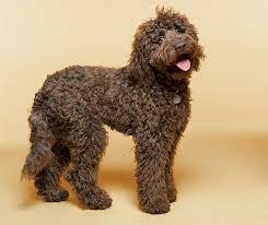 A lot of hair, bright alert eyes and of course long curly tails. Medium Sized Dogs With Curly Hair Novocom Top
