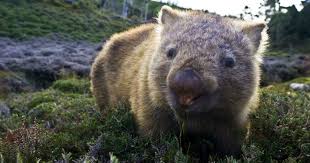 Image result for Common wombat
