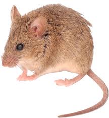 Als er geen etensresten te vinden zijn, hebben muizen ook niks te zoeken in jouw huis. Muizen In Huis De Beste Tips Van Experts Ongedierte Bestrijding