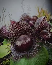 Image result for Oeceoclades quadriloba