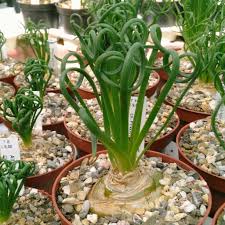 Image result for Albuca