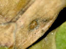 Image result for argyresthia thuiella thuja symptoms