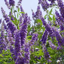 Image result for Vitex madiensis