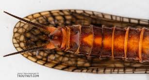 Image result for Pteronia acuminata