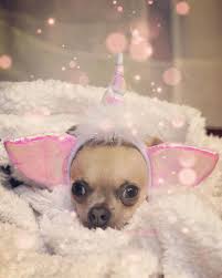 Read 9 tips and reviews from 119 visitors about tacos. Pippi The Chi Chi On Instagram Always Be A Unicorn Chihuahuapower Chihuahuaunicorn Chihuahua Love Unicorn Chihuahua