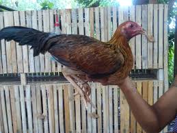 Maybe you would like to learn more about one of these? Gmg Gamefarm Batangas F1 Nene Aguilar Pure Allen Roundhead Facebook
