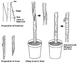 So why learn how to graft? Grafting And Budding Nursery Crop Plants Nc State Extension Publications