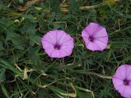 Image result for Convolvulus farinosus