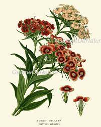 Botanical Print Flower Art S25 4x6 5x7 8x10 11x14 Beautiful Etsy Botanical Prints Flower Art Botanical Art Prints