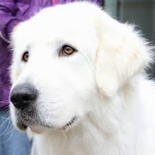0:13 mike shaw 8 598 просмотров. Maremma Sheepdog Breed Information Characteristics Heath Problems Dogzone Com