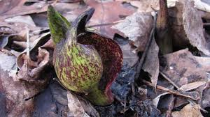 Propagation, wildflowers of north america. Symplocarpus Foetidus Skunk Cabbage Youtube