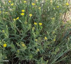Image result for Osteospermum muricatum