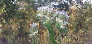 Image result for Haumaniastrum