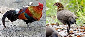 Maybe you would like to learn more about one of these? Ayam Hutan Merah Nenek Moyang Ayam Peliharaan Cakrawala Laman 2