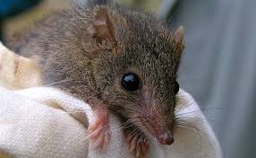 How To Tell The Difference Between An Antechinus And Rat The Advocate Hepburn Hepburn Vic