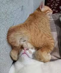 40 Cats That Fell Asleep In The Weirdest Places New Pics In 2020 Cat Sleeping Cats Sleeping Funny Funny Cat Compilation