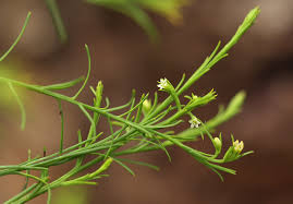 Image result for Thesium nigricans