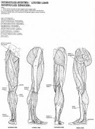 Attached to the bones of the skeletal system are about 700 named muscles that make up roughly half of a person's body weight. Free Anatomyoloring Pages Bones Muscle Printable Muscular System Diagram Muscles For Adcosheriffsfoundation