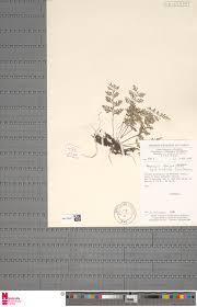 Image result for Asplenium hemitomum