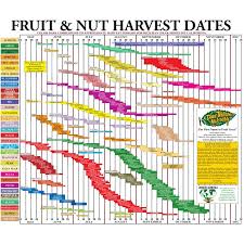 Fruit Tree Harvest Chart Groworganic Com