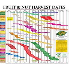 fruit tree harvest chart groworganic com