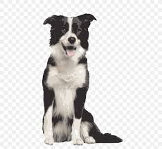 They are extremely agile, with a perfect morphology to exercise, jump and this breed can come in a wide range of coat colors, including markings. Border Collie Rough Collie Bearded Collie Dog Breed Png 640x755px Border Collie Bearded Collie Breed Carnivoran