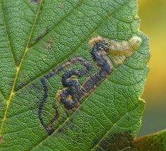 Image result for Stigmella speciosa